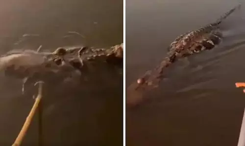 VIDEO: मछुआरों को देख एक्टिंग कर रहा था मगरमच्छ, तभी जो हुआ...