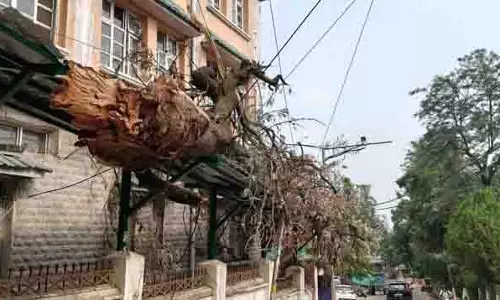 Himachal: नौकरशाही गतिरोध ने गिरे हुए पेड़ को आसन्न आपदा में बदल दिया Himachal: नौकरशाही गतिरोध ने गिरे हुए पेड़ को आसन्न आपदा में बदल दिया
