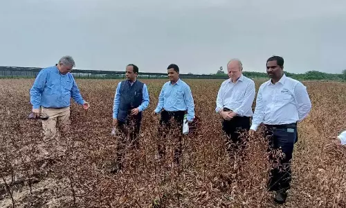 Telangana: इक्रिसैट ने तेजी से बढ़ने वाली तुअर दाल विकसित की