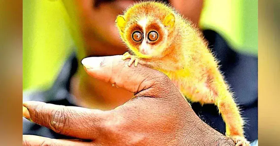 Kannur में जंगल से बाहर निकली लुप्तप्राय पतली लोरिस को बचाया गया