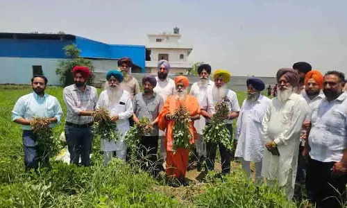 Phagwara: किसानों से कहा गया कि वे पर्यावरण अनुकूल मूंगफली उगाएं