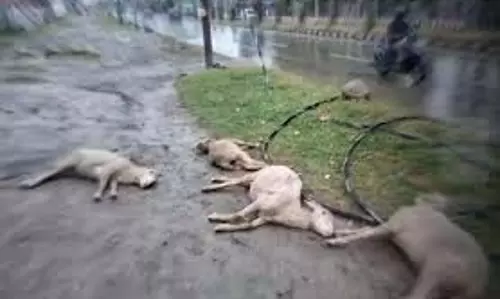 बिजली के तार के संपर्क में आने से करीब 100 भेड़ें मर गईं बिजली के तार के संपर्क में आने से करीब 100 भेड़ें मर गईं