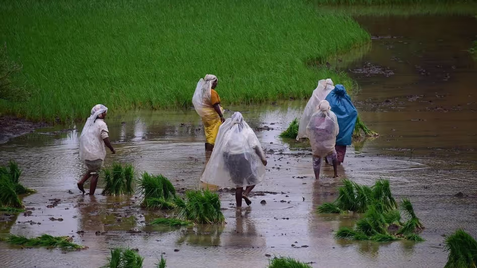Nagaland  विकसित कृषि संकल्प अभियान में अग्रणी है, इसमें 70,000 से अधिक किसान शामिल