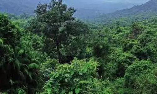 GOA: एनवीस्टेट्स 2025 से पता चला कि गोवा में 12 वर्षों में 22.75% वृक्षावरण नष्ट हो गया