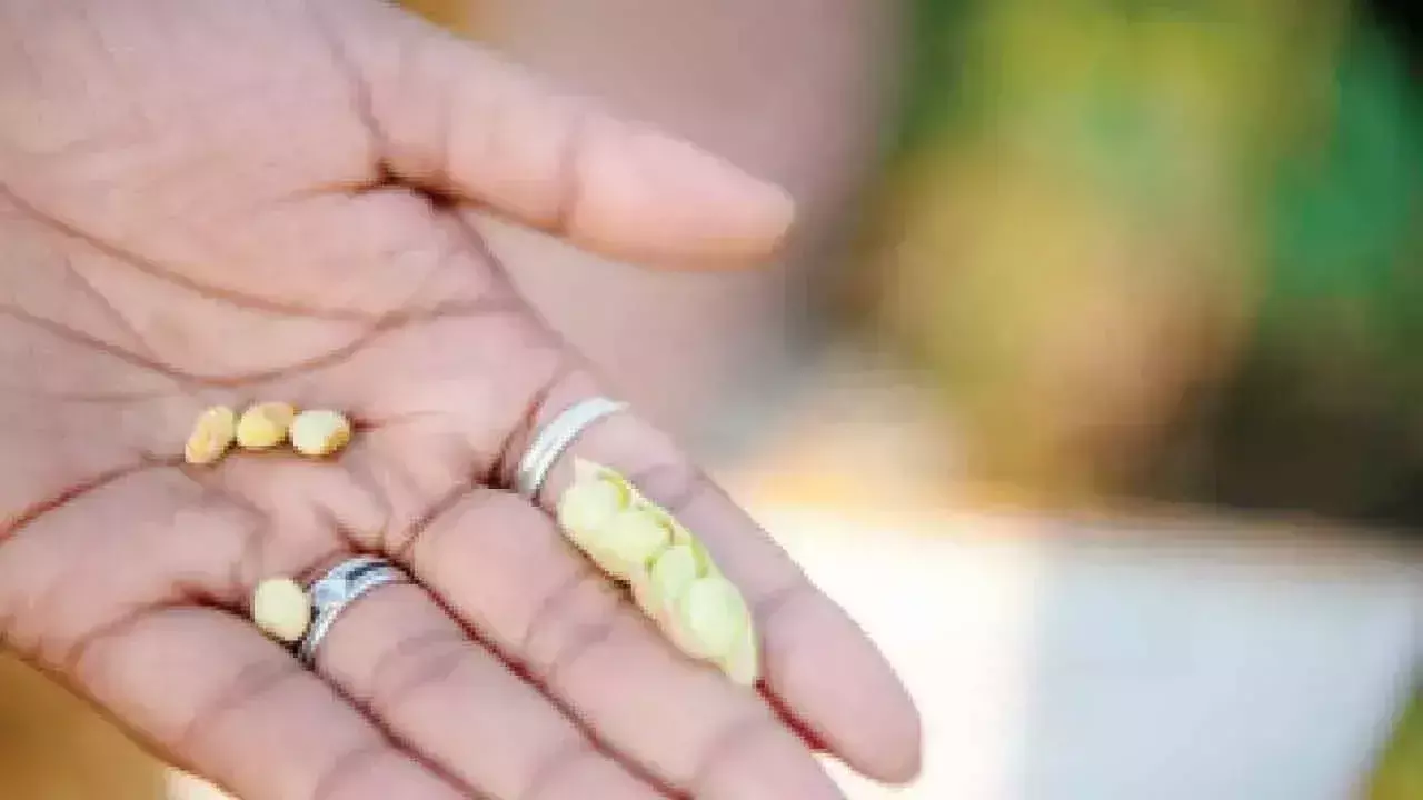 ICRISAT ने तीव्र प्रजनन के माध्यम से दुनिया की पहली अत्यधिक गर्मी सहन करने वाली अरहर दाल विकसित की