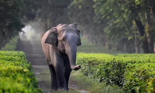 Assam के चायगांव में परित्यक्त कुएं में गिरने से हाथी के बच्चे की मौत Assam के चायगांव में परित्यक्त कुएं में गिरने से हाथी के बच्चे की मौत