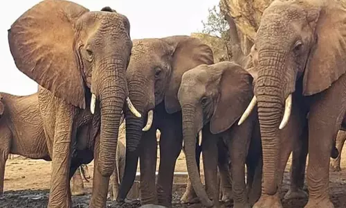 जंगली elephants  के झुंड ने बोकाखाट के पास धनसिरी इको कैंप को नुकसान पहुंचाया