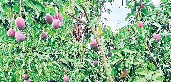 Odisha : बैंगनी रंग के मियाजाकी आम की मांग सबसे ज्यादा Odisha : बैंगनी रंग के मियाजाकी आम की मांग सबसे ज्यादा