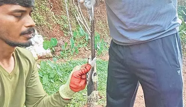 एक कोबरा जिसने भोजन के रूप में एक चाकू निगल लिया; इसे पचाने के लिए संघर्ष किया और इसे बाहर भी नहीं निकाल सका एक कोबरा जिसने भोजन के रूप में एक चाकू निगल लिया; इसे पचाने के लिए संघर्ष किया और इसे बाहर भी नहीं निकाल सका