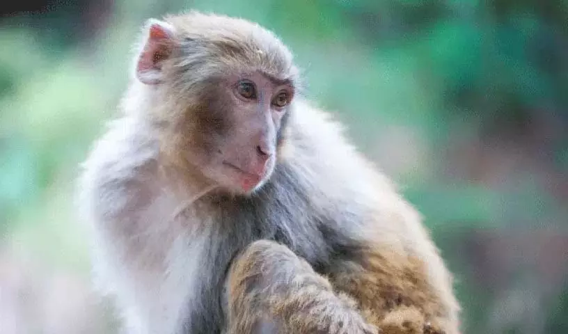 बंदर ने 20 लाख रुपये के आभूषणों से भरा बैग छीना बंदर ने 20 लाख रुपये के आभूषणों से भरा बैग छीना