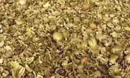 Haryana: 1050 किलो डोडा पोस्त बरामद, पुलिस ने मामला दर्ज किया