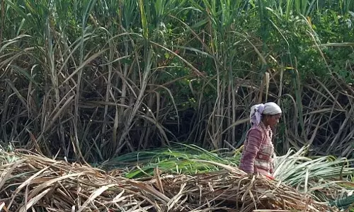 सरकारी कल्याण के लिए गन्ना काटने वालों को पंजीकृत करने के लिए राज्यव्यापी सर्वेक्षण शुरू किया