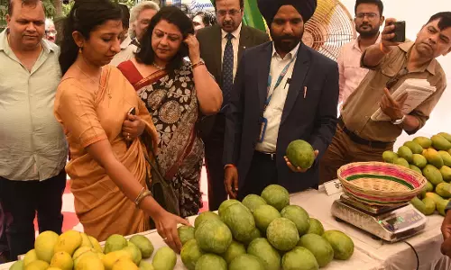 Bhopal : मैंगो फेस्ट 8.0, 11 जैविक किस्में प्रदर्शित