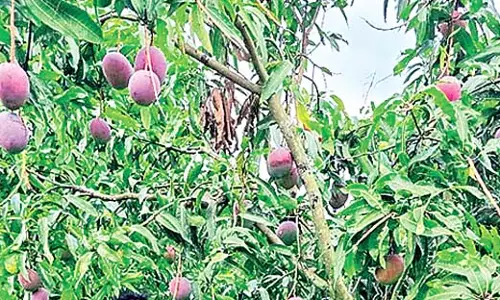 Odisha : बैंगनी रंग के मियाजाकी आम की मांग सबसे ज्यादा