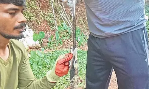 एक कोबरा जिसने भोजन के रूप में एक चाकू निगल लिया; इसे पचाने के लिए संघर्ष किया और इसे बाहर भी नहीं निकाल सका