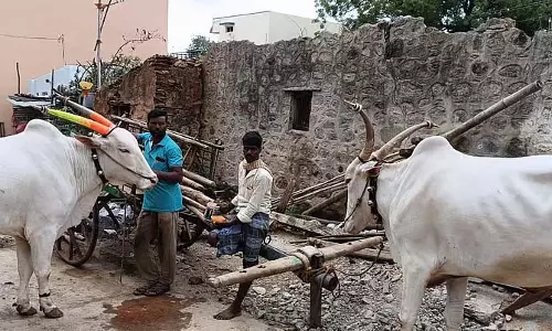 Shirahatti : मानसून का पहला त्योहार कारा हुन्निमे आज Shirahatti : मानसून का पहला त्योहार कारा हुन्निमे आज