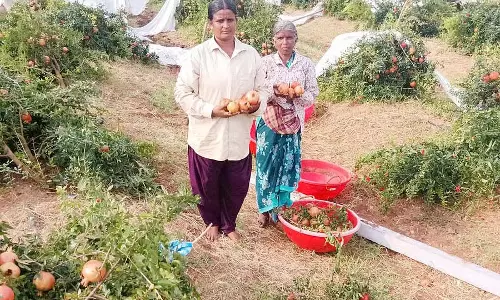 हवा-बारिश: अनार की फसल को नुकसान हवा-बारिश: अनार की फसल को नुकसान