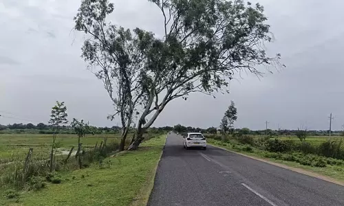 Wadagera : सड़क के सहारे झुके हुए नीलगिरी के पेड़ Wadagera : सड़क के सहारे झुके हुए नीलगिरी के पेड़