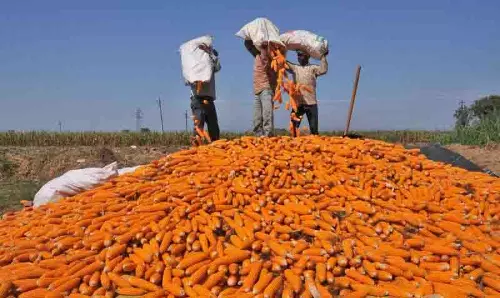 Jalandhar: मक्का की खेती को बढ़ावा दिया, इस सीजन में 1,500 हेक्टेयर का लक्ष्य रखा Jalandhar: मक्का की खेती को बढ़ावा दिया, इस सीजन में 1,500 हेक्टेयर का लक्ष्य रखा