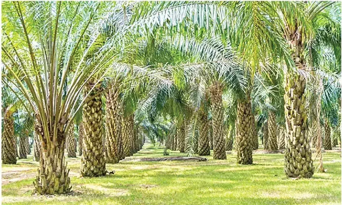 Andhra: किसानों को पाम ऑयल की खेती के लिए प्रोत्साहित किया गया