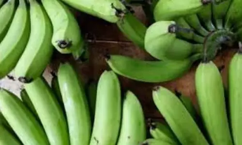 FDA की छापेमारी का उल्लंघन: रासायनिक तरीके से पकाए गए 1.5 टन केले फिर से जब्त
