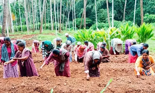 ओणम की फसल और जल आपूर्ति; कुदुम्बश्री ने ओणम के लिए 1020 एकड़ भूमि पर खेती की