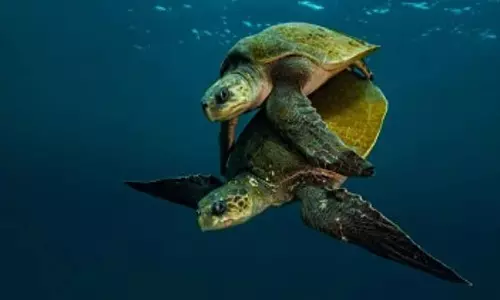 GOA: महिरी बीच पर ओलिव रिडले की संख्या में भारी गिरावट
