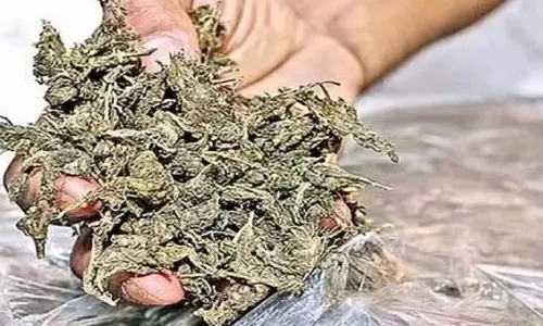 Mapusa में क्राइम ब्रांच ने 30 किलो गांजा जब्त किया, दो लोग गिरफ्तार