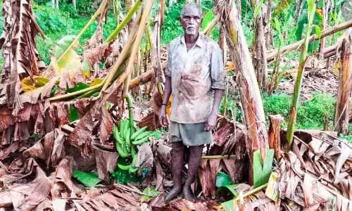 Kerala : ओणम की उम्मीदों पर हवा ने फेरा पानी, 32,000 केले नष्ट