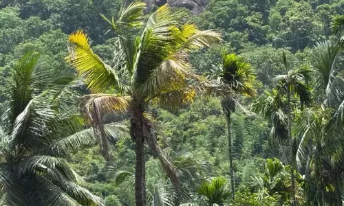 नारियल; कीमत में वृद्धि, बीमारी फैलने की चिंता
