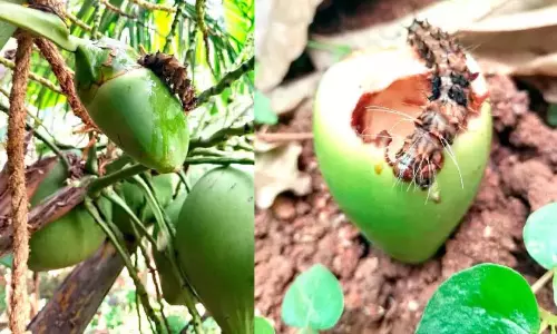 Kerala : सफेद पूंछ वाले भृंग किसानों की नींद छीन रहे Kerala : सफेद पूंछ वाले भृंग किसानों की नींद छीन रहे