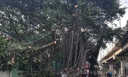 Pune : वट सावित्री पर बरगद के पेड़ की छंटाई से आक्रोश