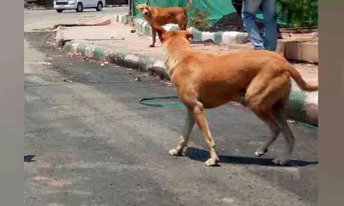 Peddapalli: आवारा कुत्तों के हमले में 20 भेड़ों की मौत Peddapalli: आवारा कुत्तों के हमले में 20 भेड़ों की मौत
