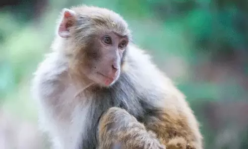 बंदर ने 20 लाख रुपये के आभूषणों से भरा बैग छीना