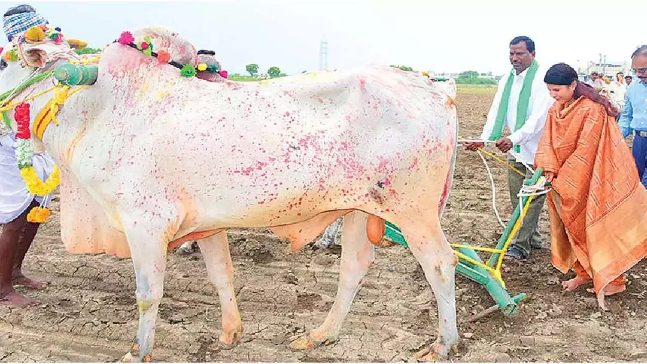 किसानों को पैदावार बढ़ाने पर ध्यान देने को कहा गया किसानों को पैदावार बढ़ाने पर ध्यान देने को कहा गया