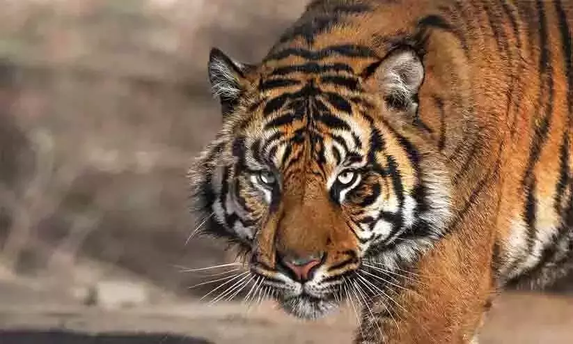 Kerala : रिहायशी इलाके में बाघ, नेरचापाड़ा में चिंता Kerala : रिहायशी इलाके में बाघ, नेरचापाड़ा में चिंता
