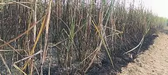 Lakhimpur Kheri: पराली जलाने से लगी आग, 13 बीघा गन्ने की फसल राख Lakhimpur Kheri: पराली जलाने से लगी आग, 13 बीघा गन्ने की फसल राख