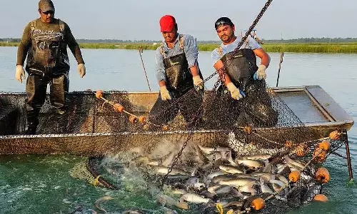 भारत विश्व में दूसरा सबसे बड़ा मछली उत्पादक बना; महाराष्ट्र में समुद्री उत्पादन में बड़ी वृद्धि भारत विश्व में दूसरा सबसे बड़ा मछली उत्पादक बना; महाराष्ट्र में समुद्री उत्पादन में बड़ी वृद्धि