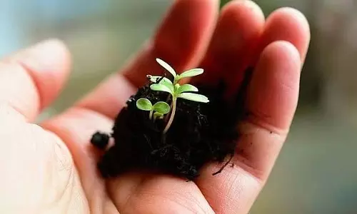 महाराष्ट्र में 10 करोड़ का विशाल वृक्षारोपण अभियान शुरू; विभागों को हरित लक्ष्य दिए गए महाराष्ट्र में 10 करोड़ का विशाल वृक्षारोपण अभियान शुरू; विभागों को हरित लक्ष्य दिए गए