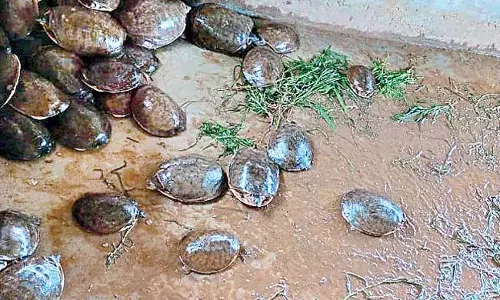 Odisha : 40 कछुए जब्त, एक गिरफ्तार Odisha : 40 कछुए जब्त, एक गिरफ्तार
