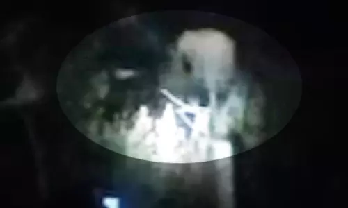 तोड़फोड़ कर घर में घुसा दंतैल हाथी, खा गया अनाज तोड़फोड़ कर घर में घुसा दंतैल हाथी, खा गया अनाज