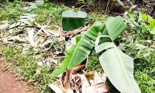 बड़े पैमाने पर फसल क्षति; जंगली हाथी आबादी वाले क्षेत्रों में घुसे