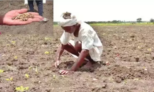 सोयाबीन की फसल खराब होने से हावेरी के किसान परेशान सोयाबीन की फसल खराब होने से हावेरी के किसान परेशान