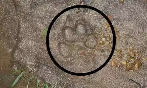 पहाड़ी क्षेत्र में बाघों की संख्या में वृद्धि; भारतीपुरम में ताड़ के तेल के बागान के रास्ते पर बाघ देखा गया पहाड़ी क्षेत्र में बाघों की संख्या में वृद्धि; भारतीपुरम में ताड़ के तेल के बागान के रास्ते पर बाघ देखा गया
