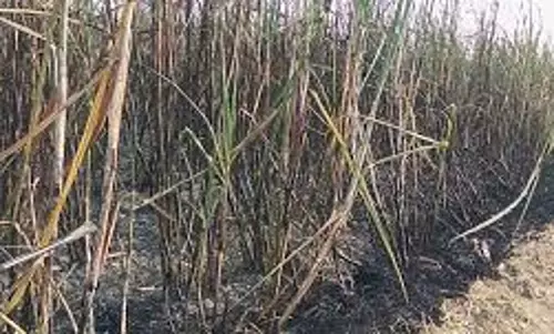 Lakhimpur Kheri: पराली जलाने से लगी आग, 13 बीघा गन्ने की फसल राख