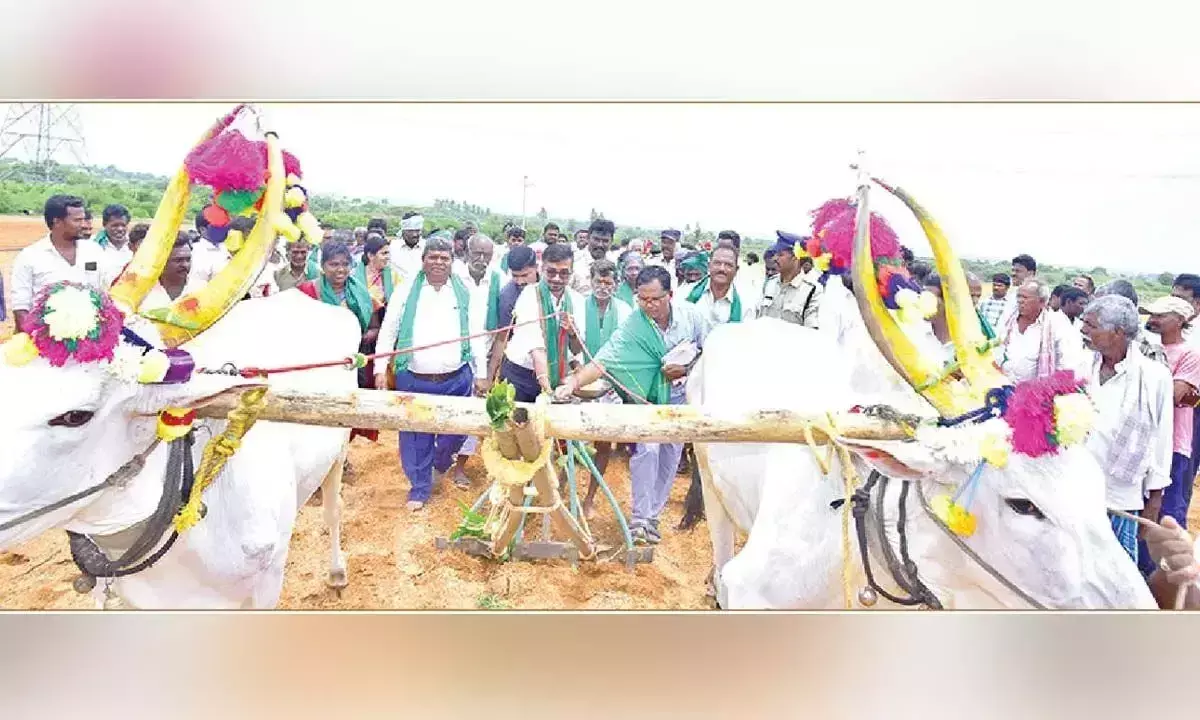 Andhra: अनंतपुर जिले में कृषि सत्र शुरू