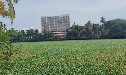 ताज बंजारा झील मच्छरों का निवास स्थान है ताज बंजारा झील मच्छरों का निवास स्थान है