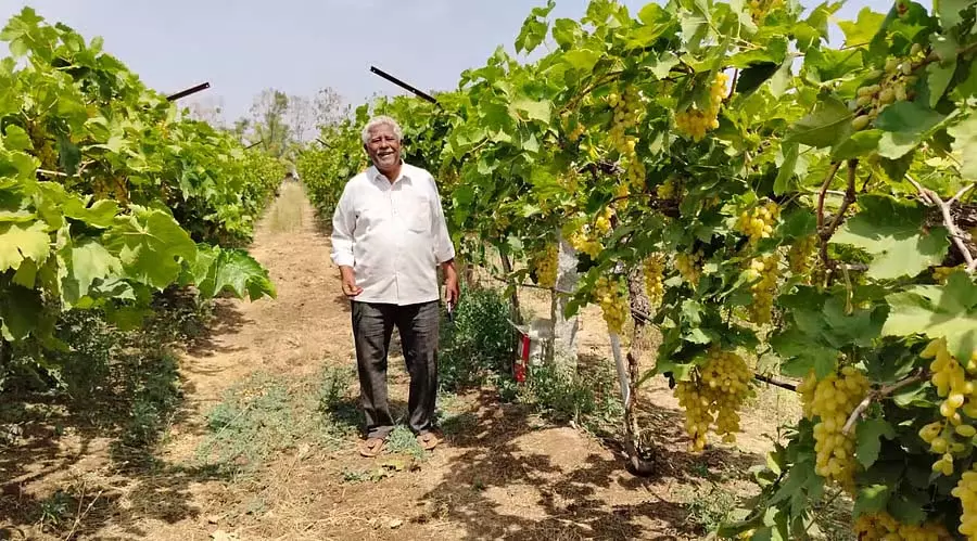 Mulgund : एक किसान जिसने सोनालिक अंगूर की खेती की जिसकी मांग बहुत अधिक है Mulgund : एक किसान जिसने सोनालिक अंगूर की खेती की जिसकी मांग बहुत अधिक है