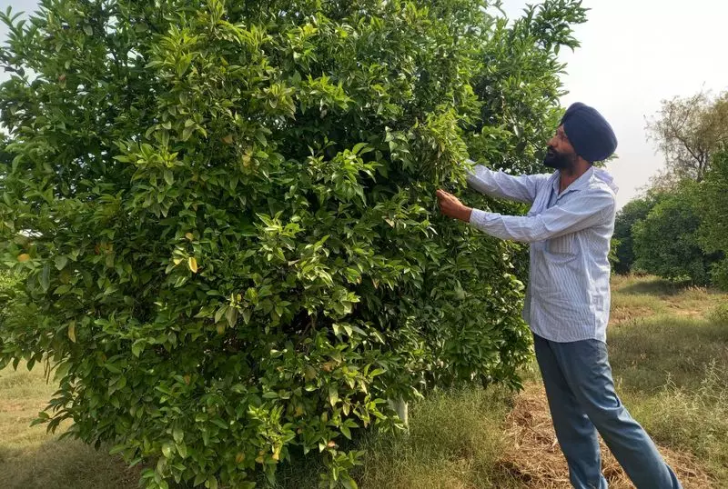 Sirsa का किसान बिना किसी खर्च और रसायन के उगा रहा है फसल Sirsa का किसान बिना किसी खर्च और रसायन के उगा रहा है फसल