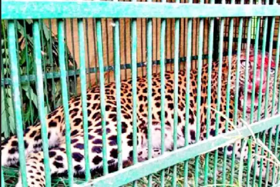 तराई के चाय बागानों में WWF-इंडिया के राज्य कार्यालय द्वारा तेंदुआ-मानव संघर्ष पर वार्ता आयोजित की तराई के चाय बागानों में WWF-इंडिया के राज्य कार्यालय द्वारा तेंदुआ-मानव संघर्ष पर वार्ता आयोजित की